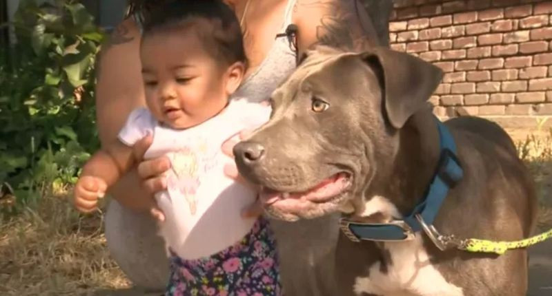 Foto: Reprodução ABC – A bebê com sua cadela pitbull