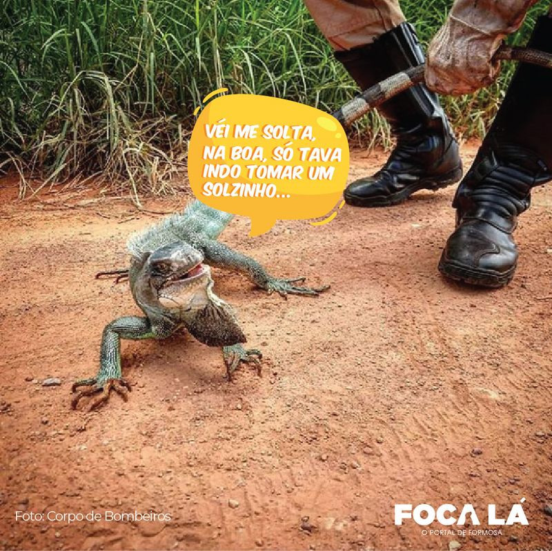 O Corpo de Bombeiros de Formosa, resgatou e colocou em segurança esse belo exemplar de Iguana. Ela não é realmente linda?