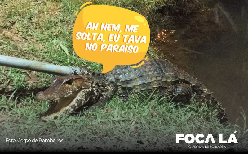 O Corpo de Bombeiros de Formosa, resgatou ontem (01/04) na Formosinha este belo exemplar de Iguana. Segundo relatos de testemunhas, ela afirmou ser dona 