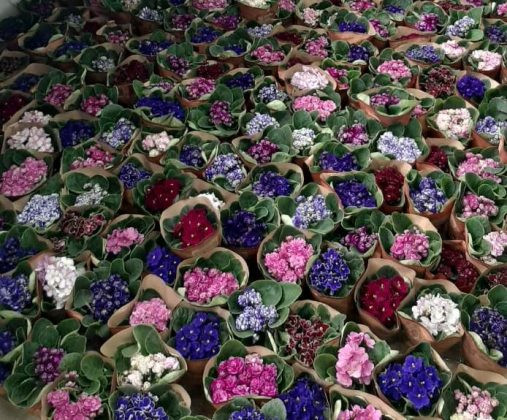 Foto: Reprodução / O Regional