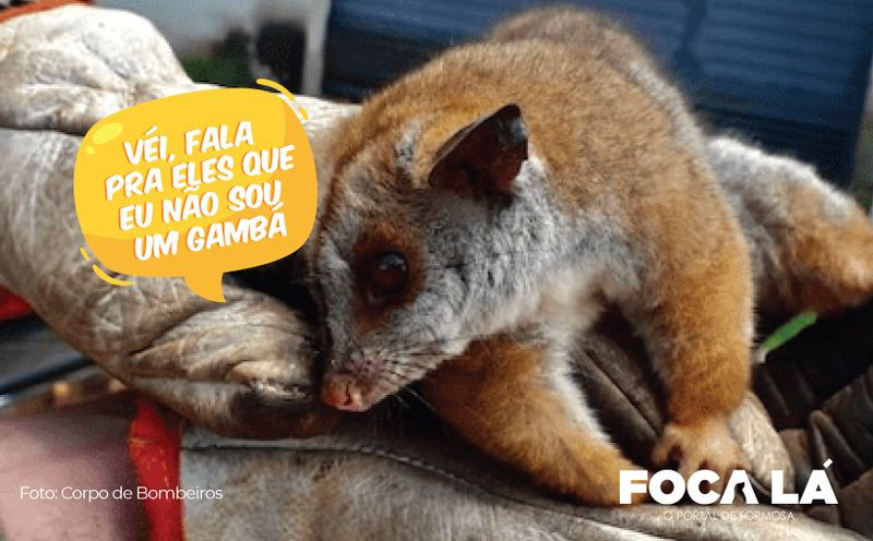 Arte: Elias Lopes/Portal Foca Lá