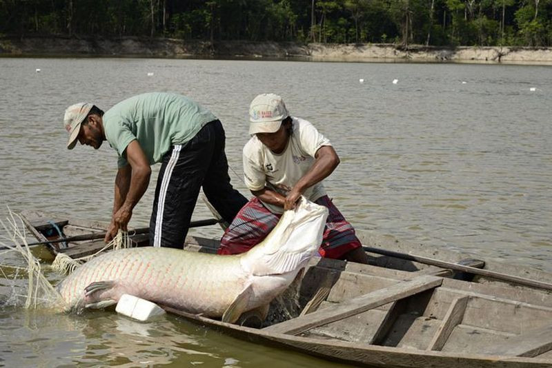 Povo Paumari pesca pirarucu - Divulgação/Opan/Adriano Gambarini
